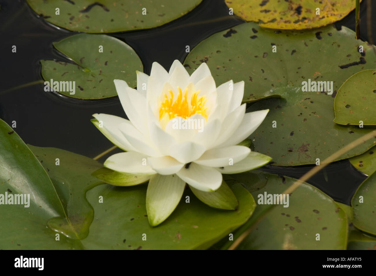 White yellow Water Lily closeup growing in pond LATIN NAME Nymphaea Stock Photo