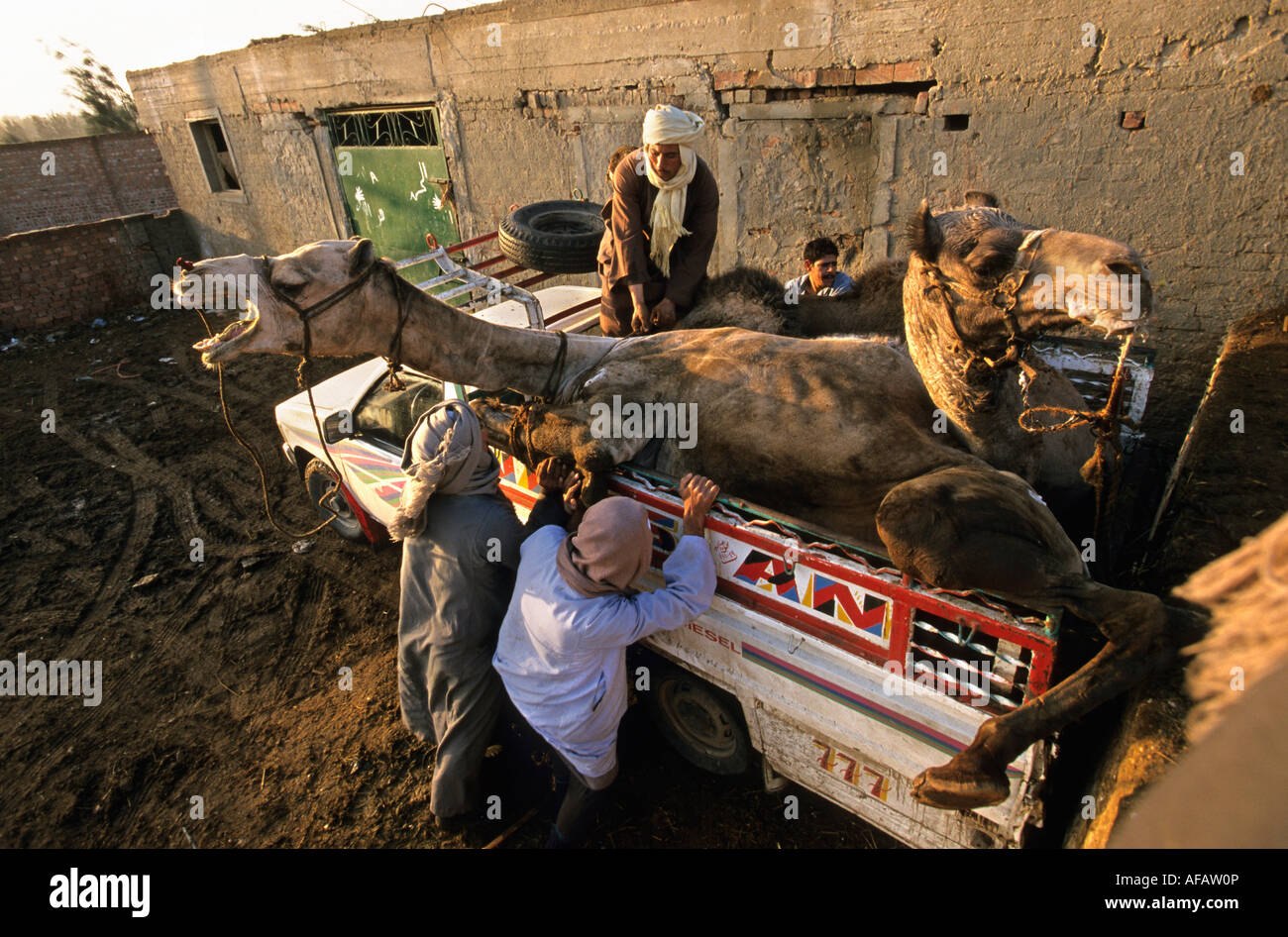 Camel getting up hi-res stock photography and images - Alamy