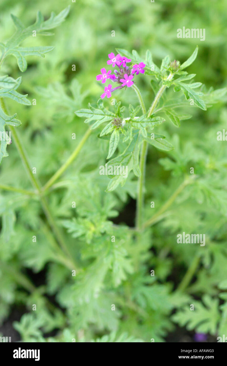 Trailing Verbena or Clump verbena Verbenaceae Verbena canadensis Canada
