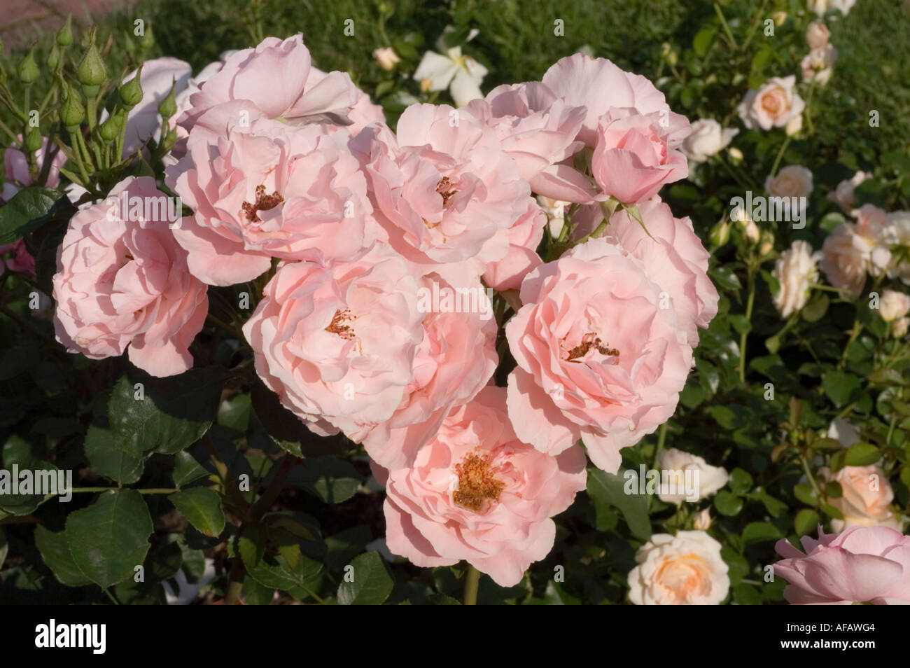 Pink Rose Rosaceae Rosa Geisha Hort M Tantau 1964 Stock Photo - Alamy