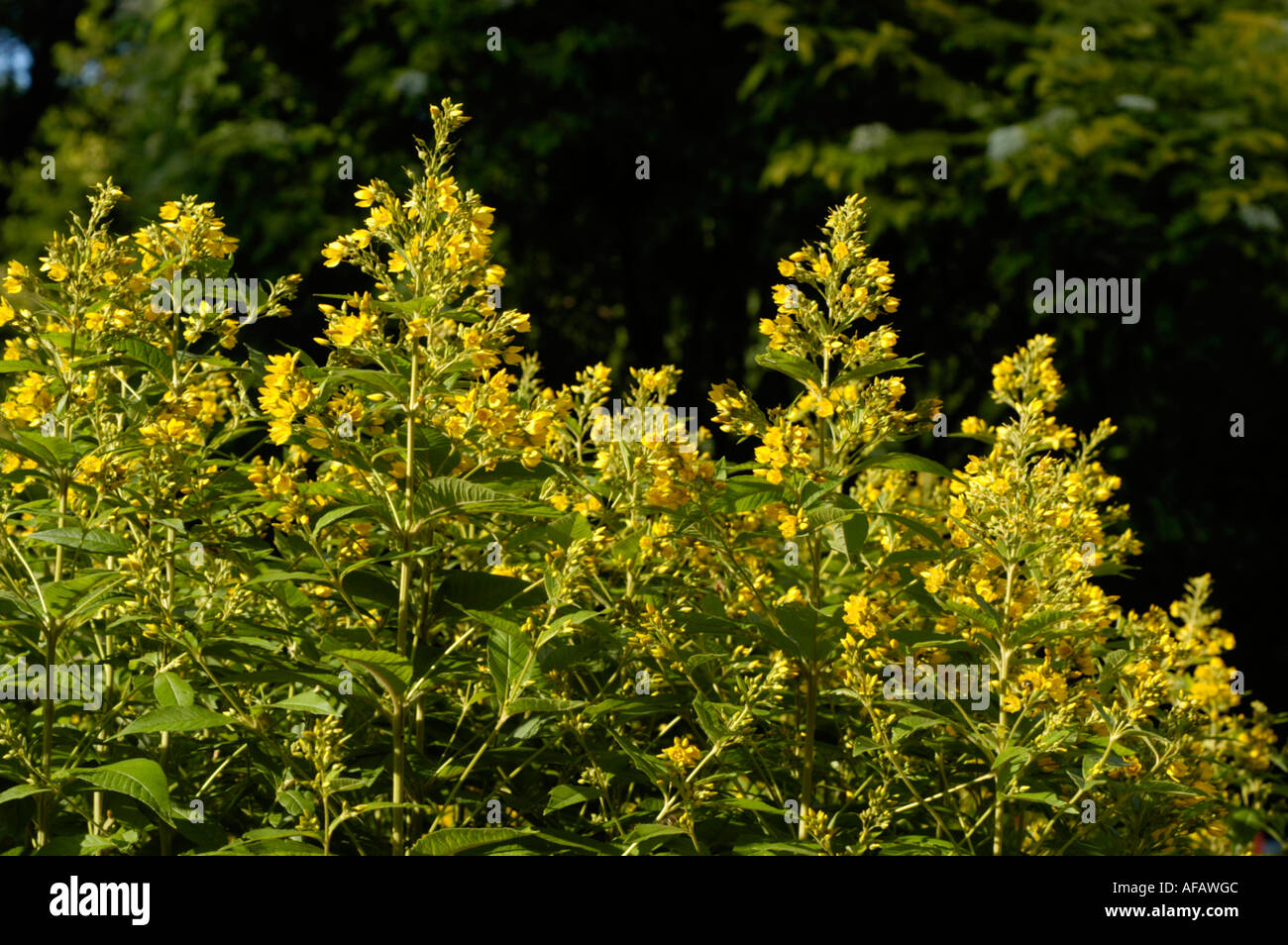 Small yellow flowers of Common loosestrife Primulaceae Lysimachia vulgaris Europe Caucasian range Siberia Stock Photo