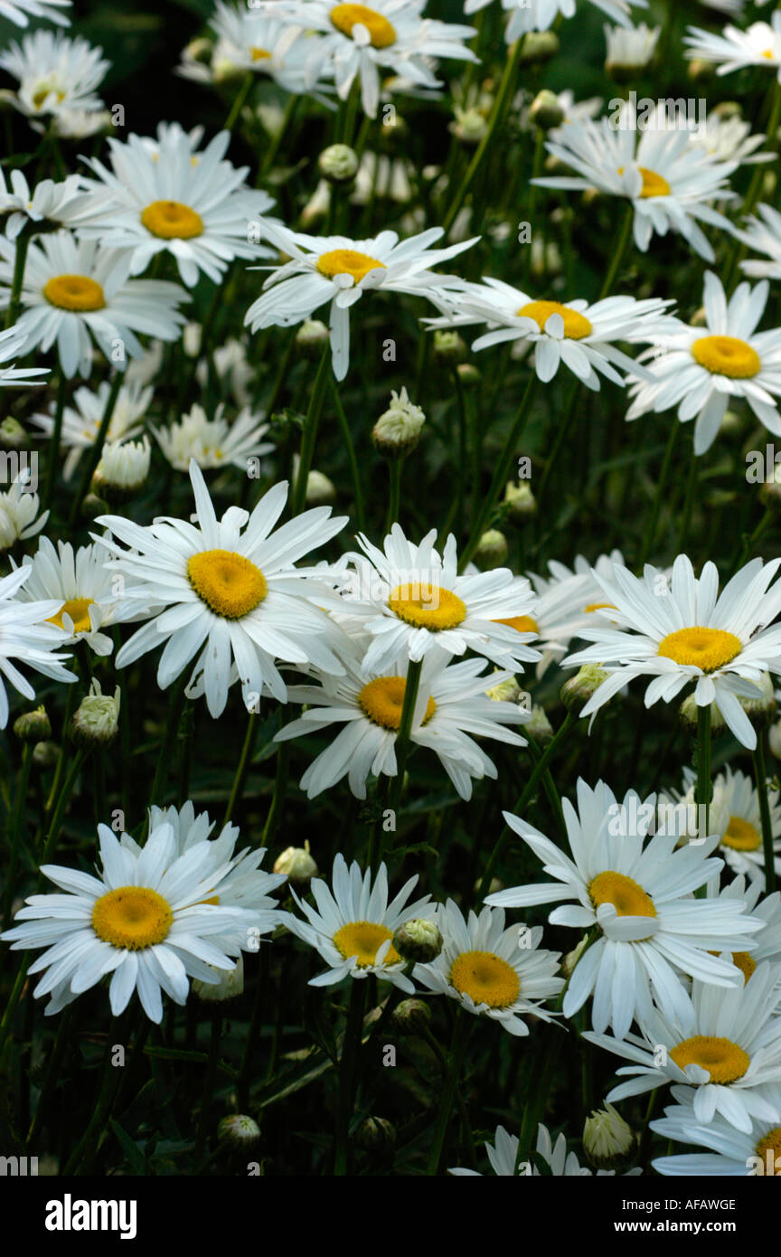 max chrysanthemum or Chrysanthemum maximum or Shasta daisy Compositae Leucanthemum maximum Europe Stock Photo
