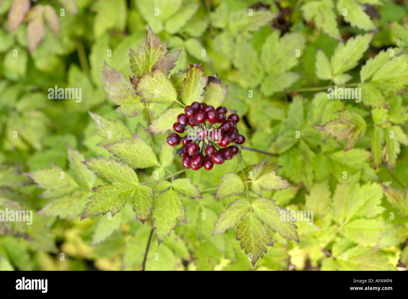 Red baneberry Ranunculaceae Actaea rubra Willd North America Stock Photo