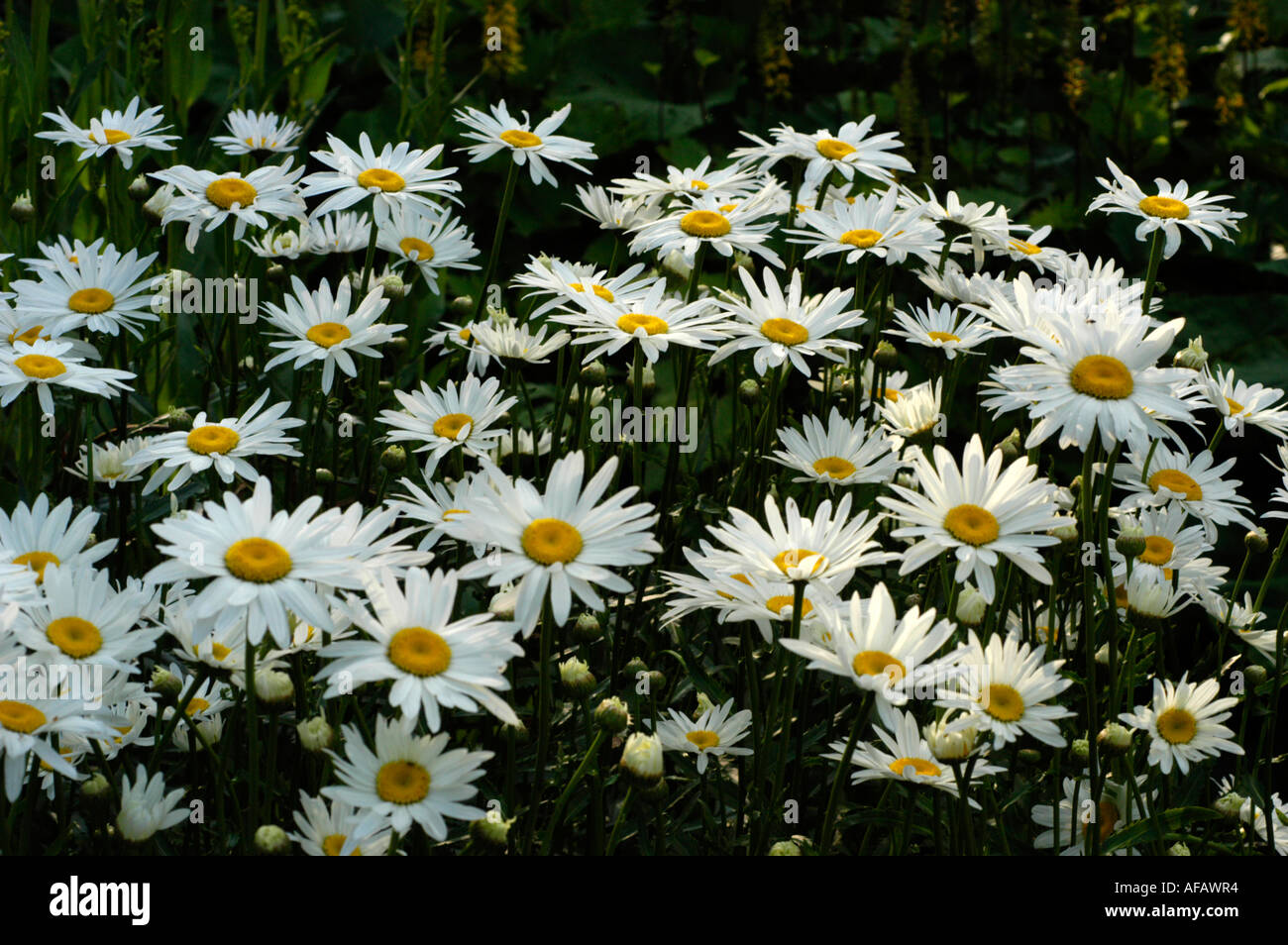 White flowers of max chrysanthemum or Chrysanthemum maximum or Shasta daisy Compositae Leucanthemum maximum Europe Stock Photo