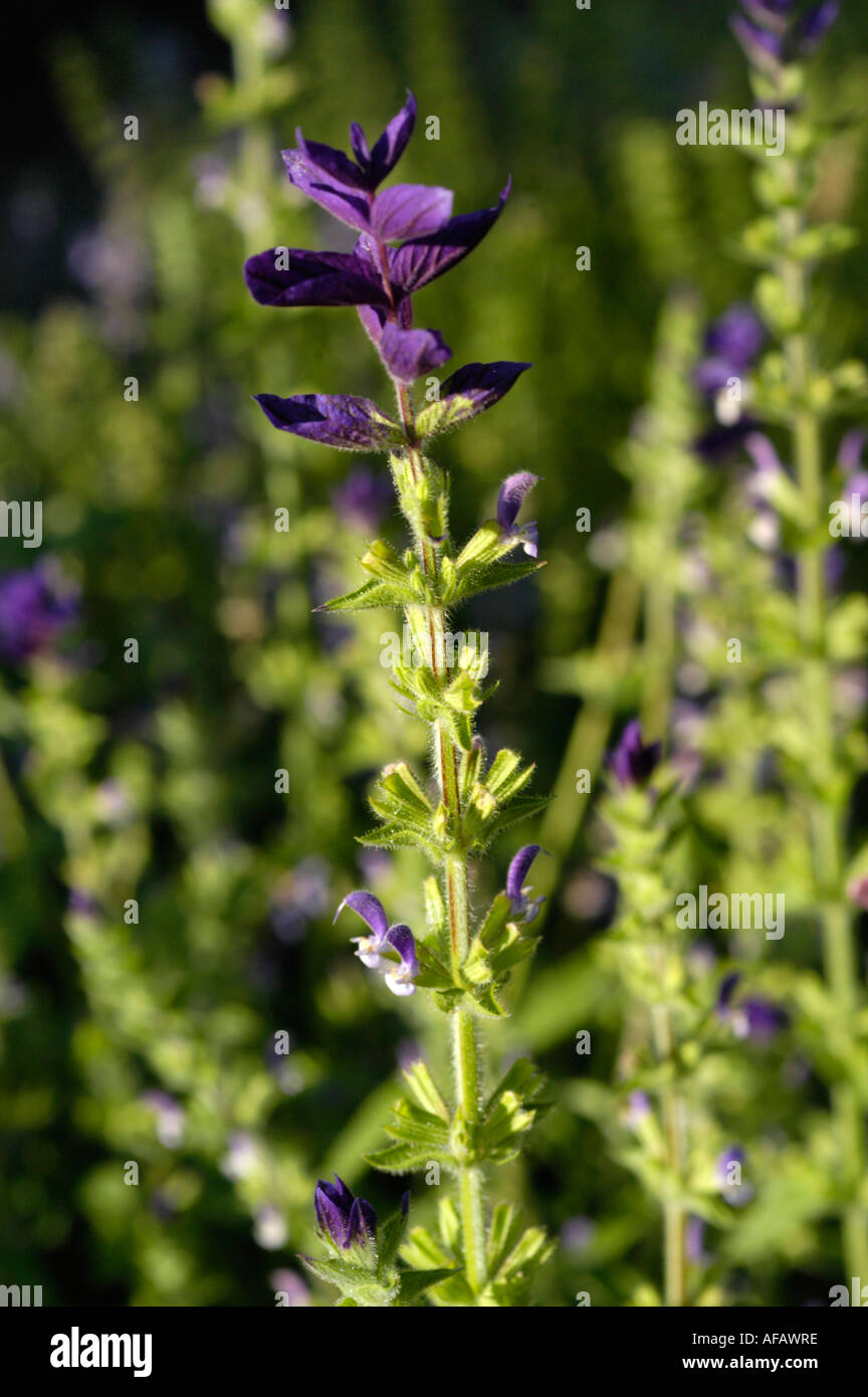 Horminum Sage Labiatae Salvia viridis Europe Stock Photo