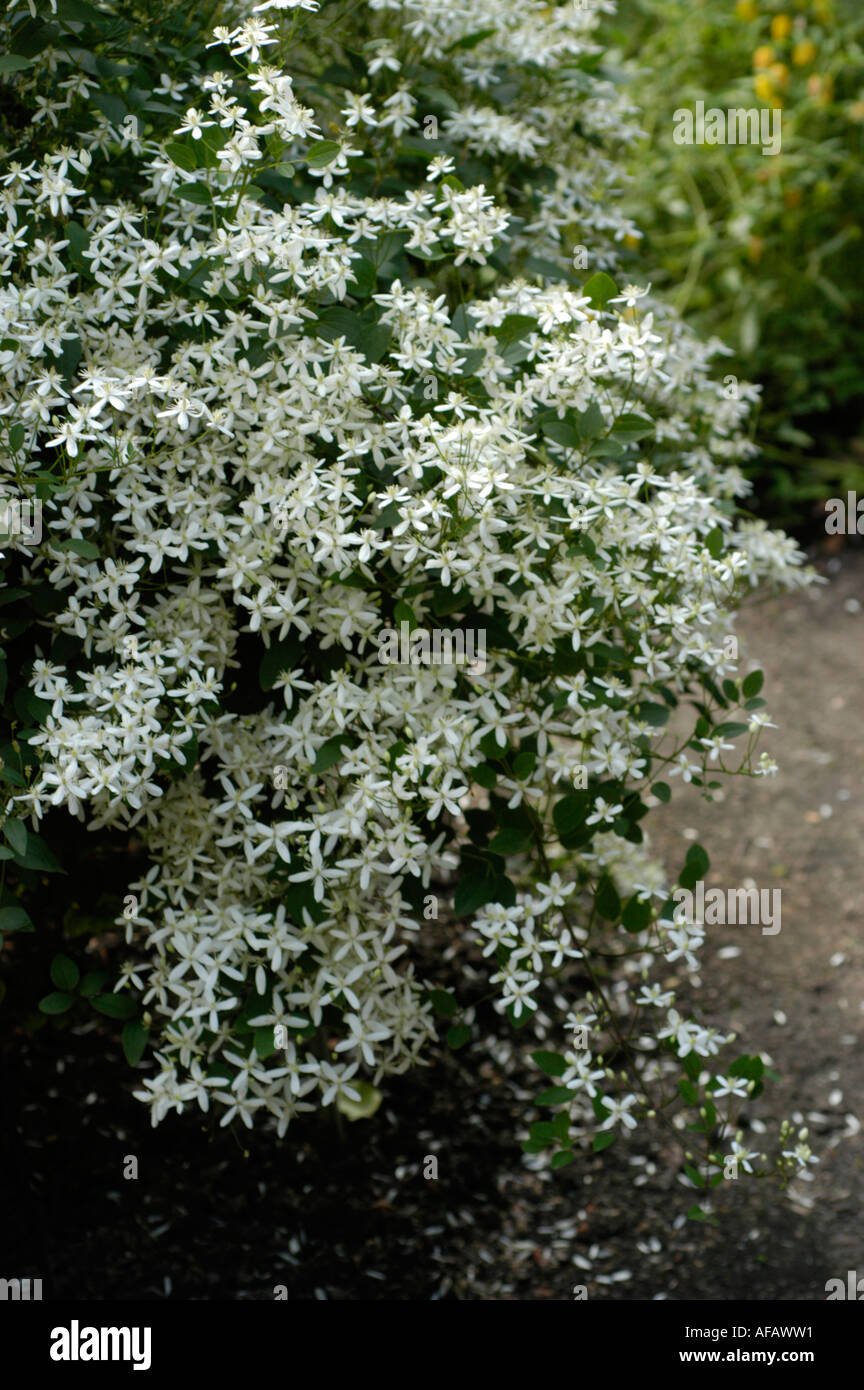 White flowers of ground virginsbower Ranunculaceae Clematis recta Europe Stock Photo