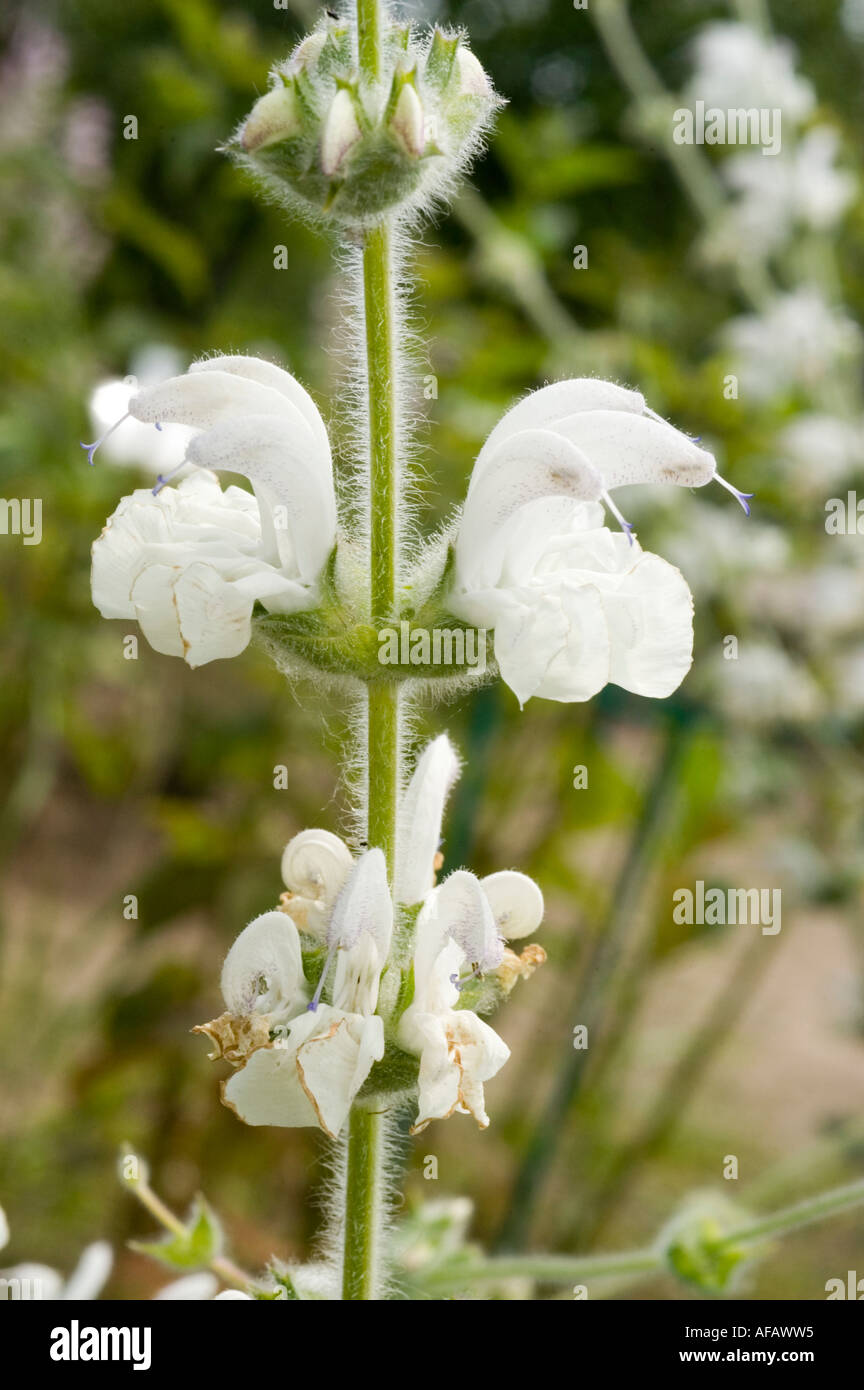 White flowers of Medicinal plant Silver Sage Argentea Lamiaceae Salvia argentea Stock Photo