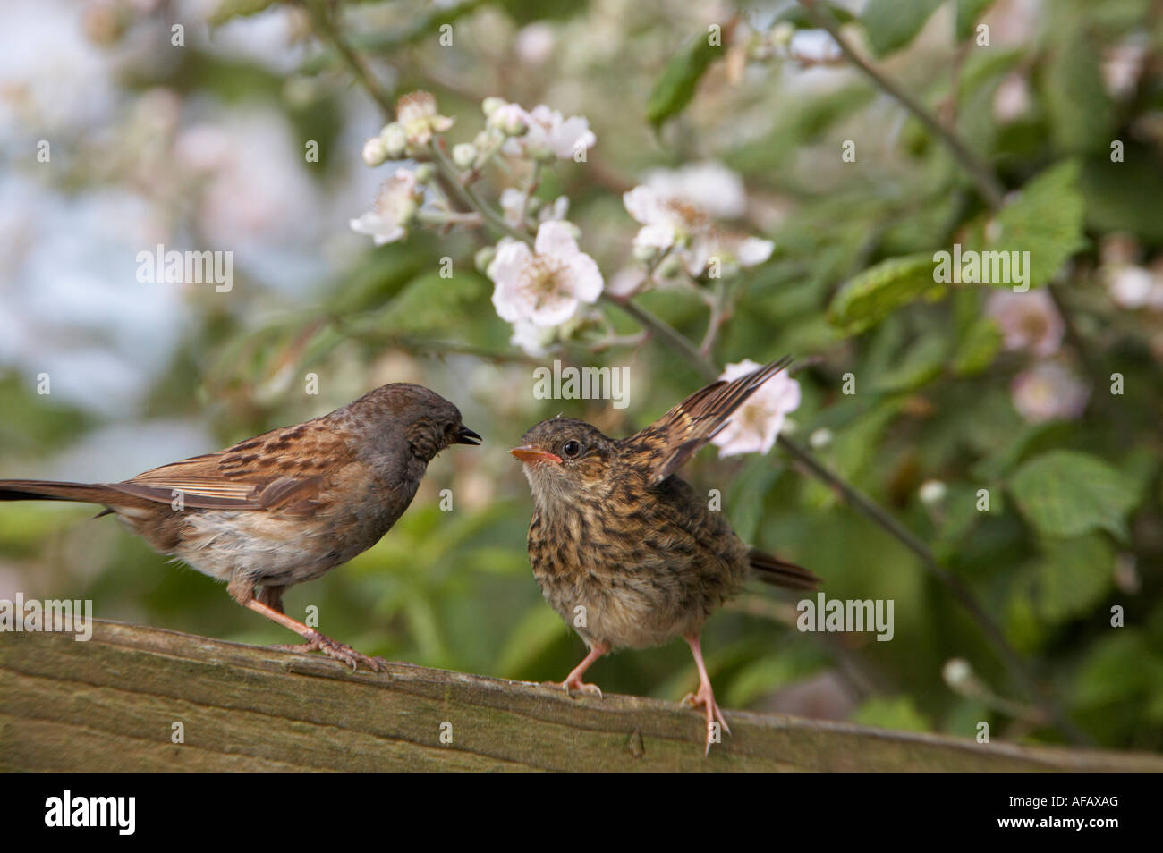 Dunnock Feeding Hi res Stock Photography And Images Alamy dunnock-feeding-hi-res-stock-photography-and-images-alamy