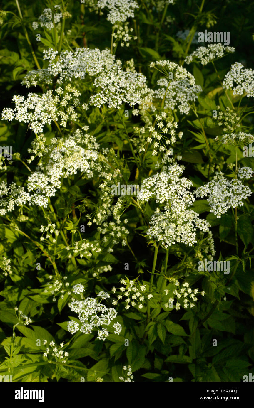 Small white flowers of chervil Umbelliferae or Apiaceae Chaerophyllum aromaticum Europe Stock Photo