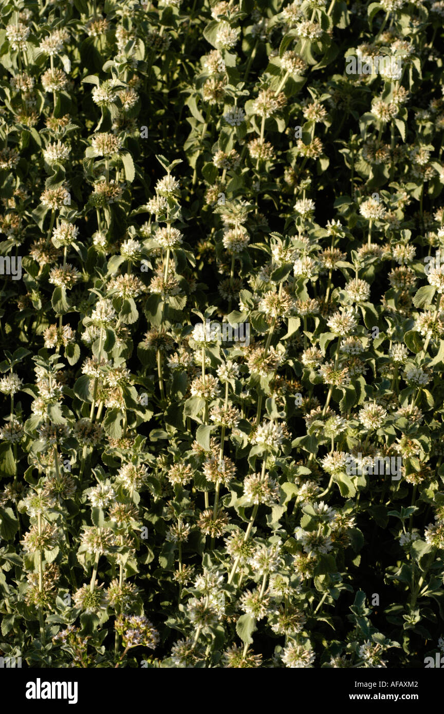 HOREHOUND Labiatae Marrubium incanum Europe Stock Photo
