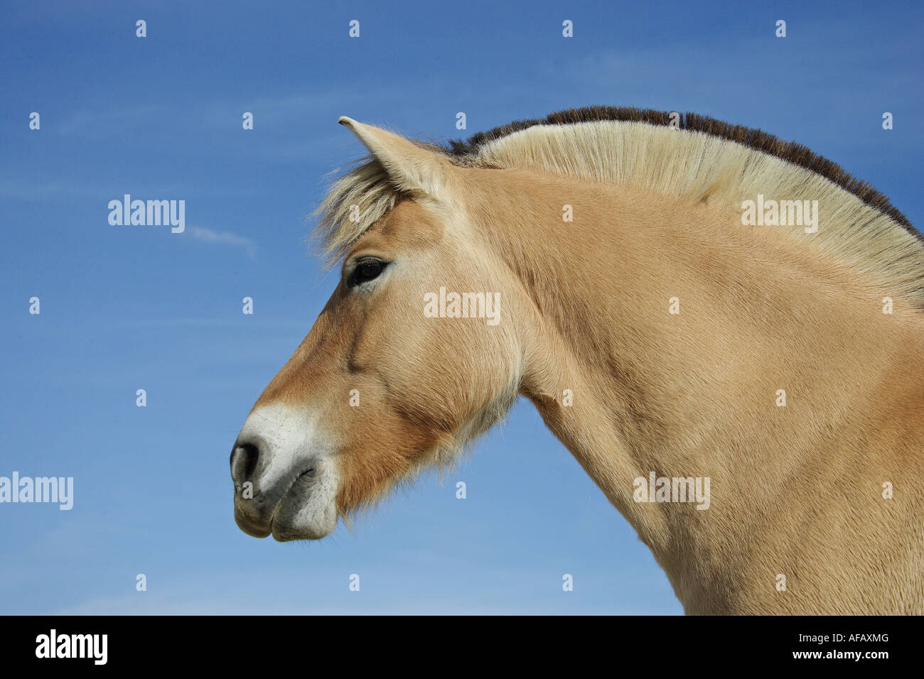 Norwegian Fjord horse - portrait Stock Photo