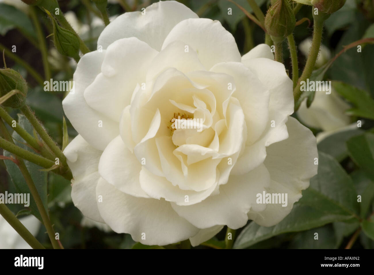 Fee des neiges hi-res stock photography and images - Alamy