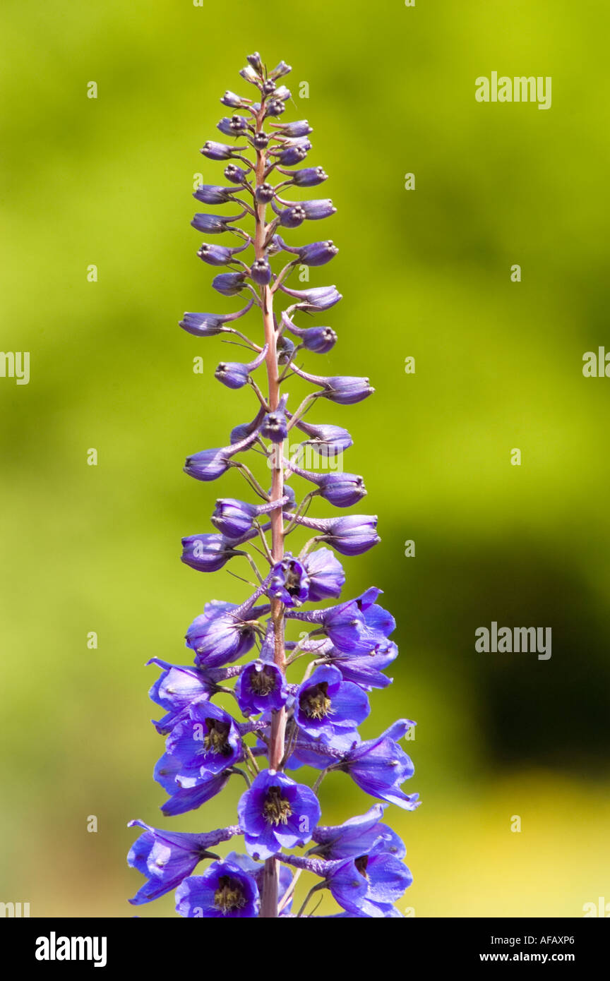Blue flowers closeup of Larkspur Ranunculaceae Delphinium elatum Stock Photo