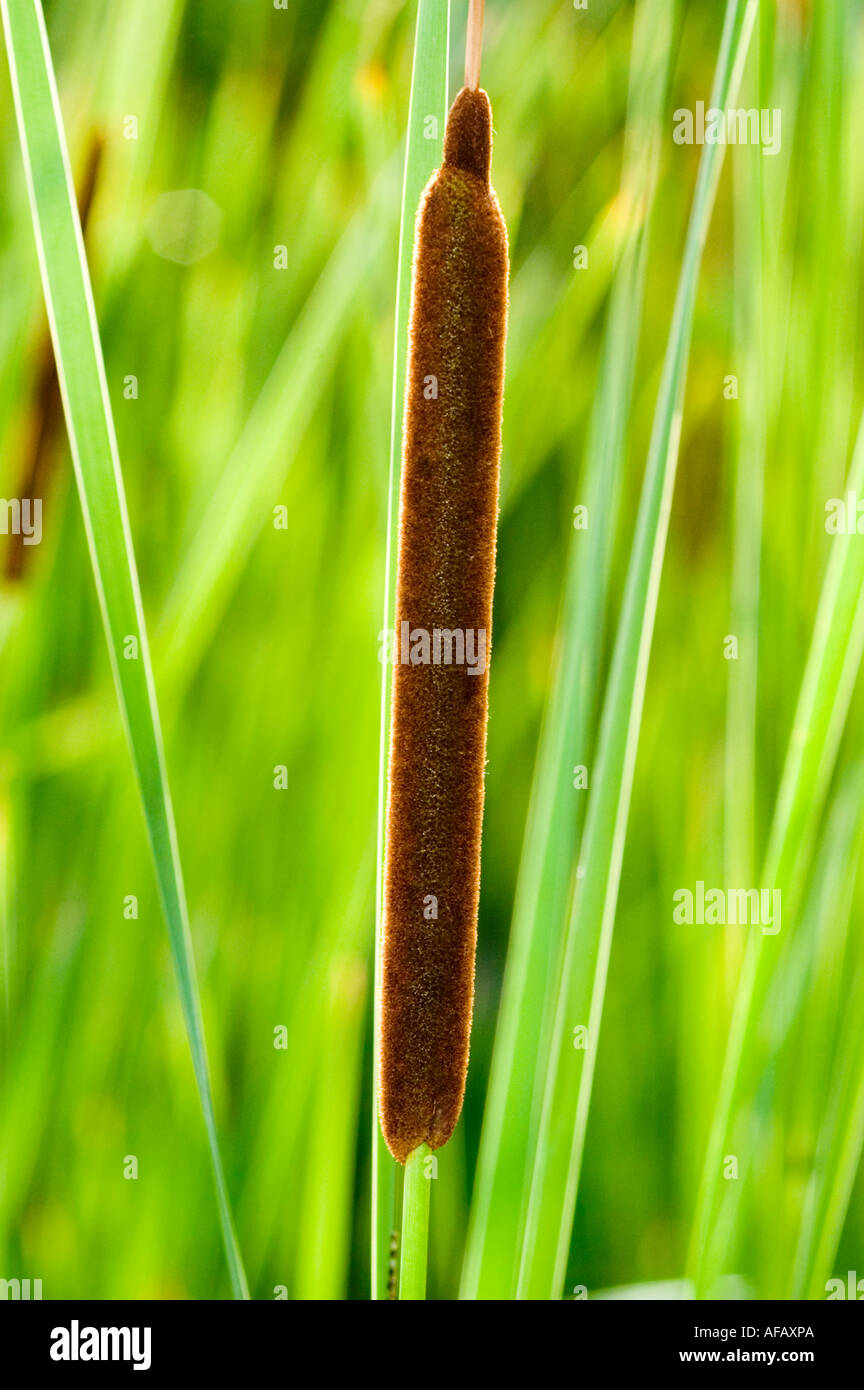 Close-up of a Narrow Leaf Cattail Typha angustifolia flower head in a wetland environment with a blurred green background. Stock Photo