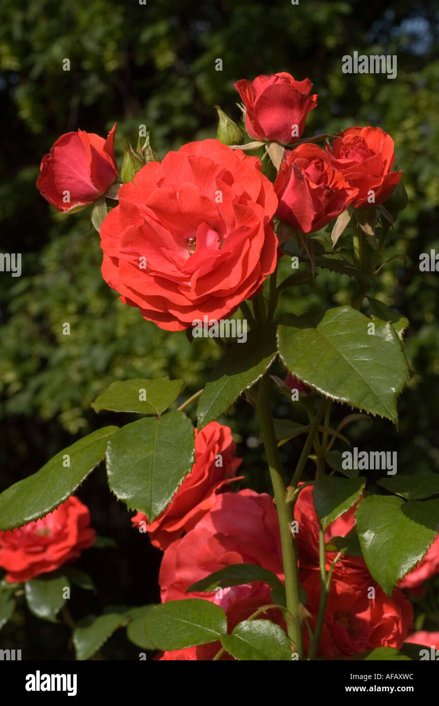 Red Rose Rosaceae Rosa Satchmo Hort S Mc Gredy 1970 Stock Photo - Alamy