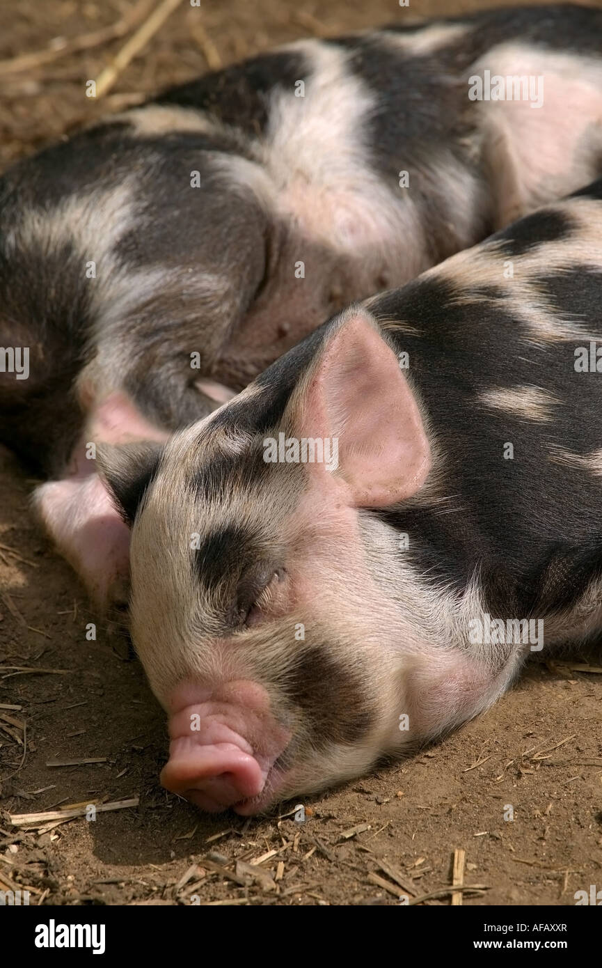 Close up of Piglets sleeping in the afternoon sun Stock Photo