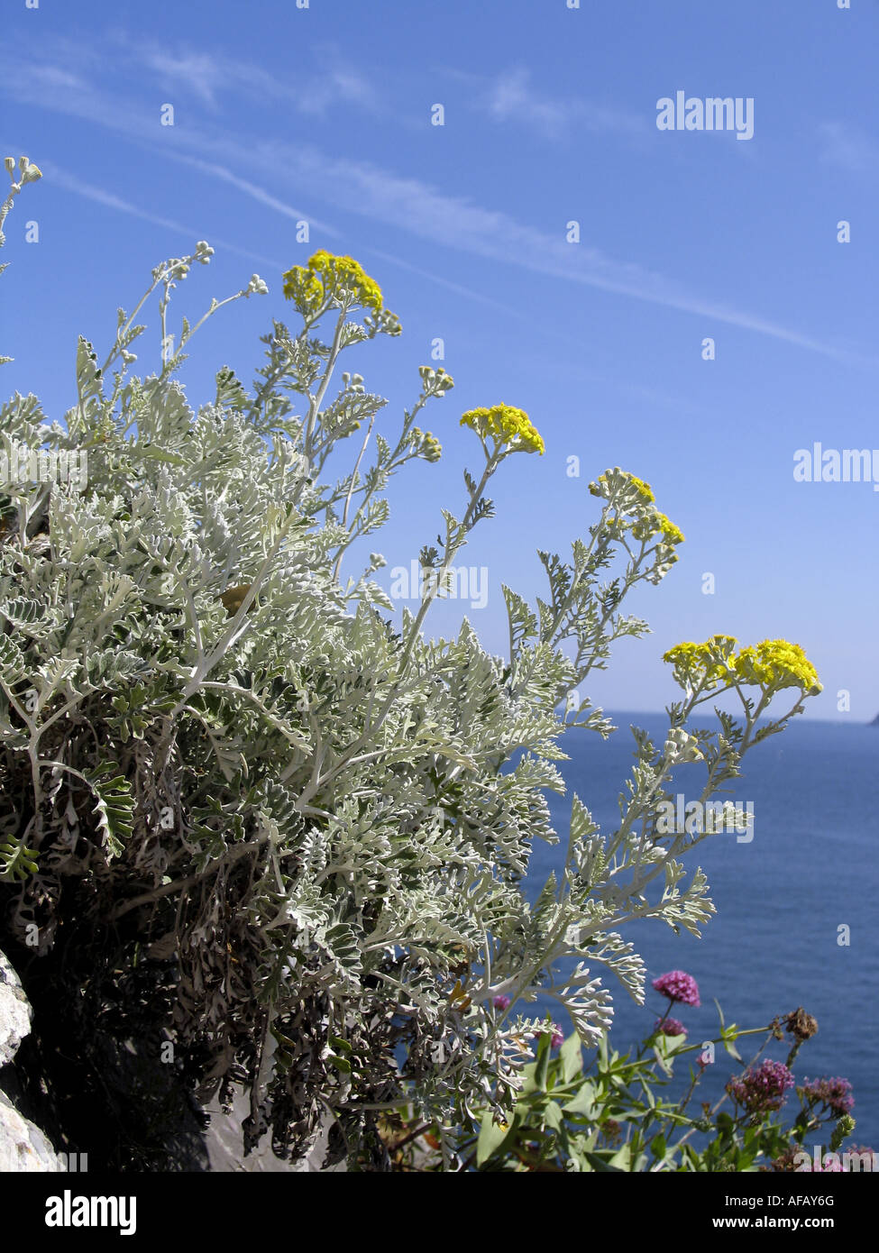 Vegetation growing on cliff edge Stock Photo