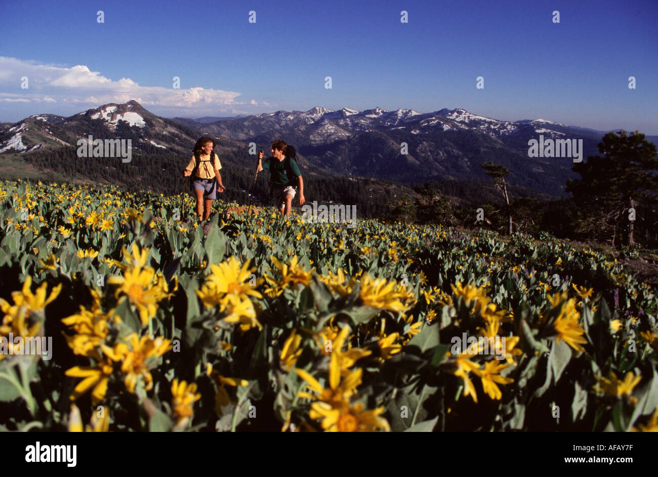 A couple hiking through a field of yellow flowers on Mt Lincoln near Truckee CA Stock Photo