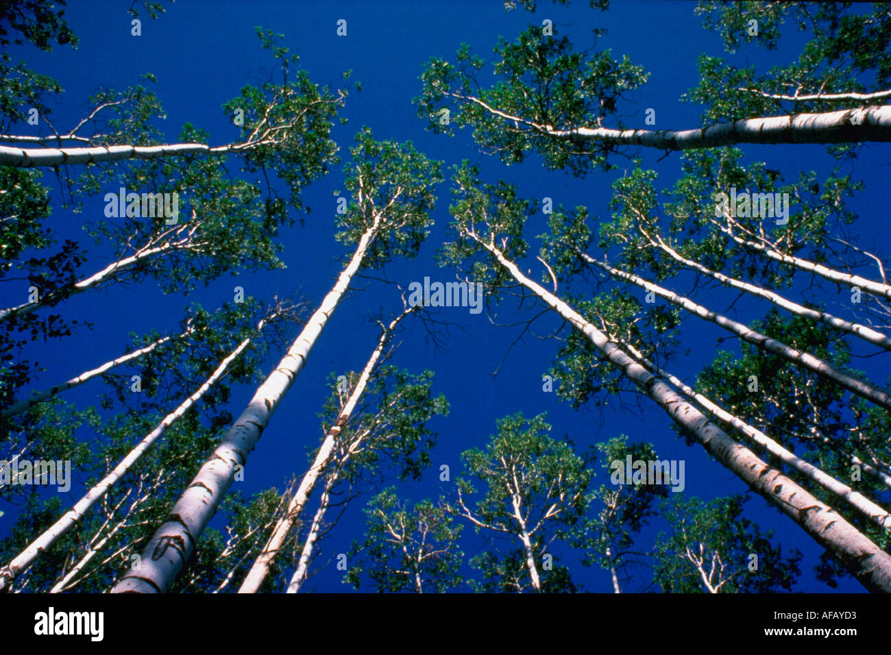 Stand of poplar trees hi-res stock photography and images - Alamy