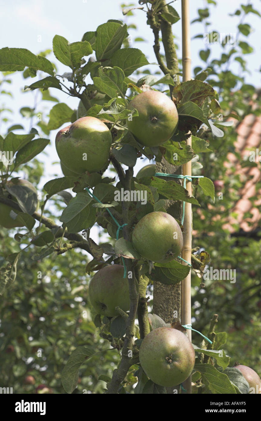 Cordon Apples in late Summer Uk August Stock Photo