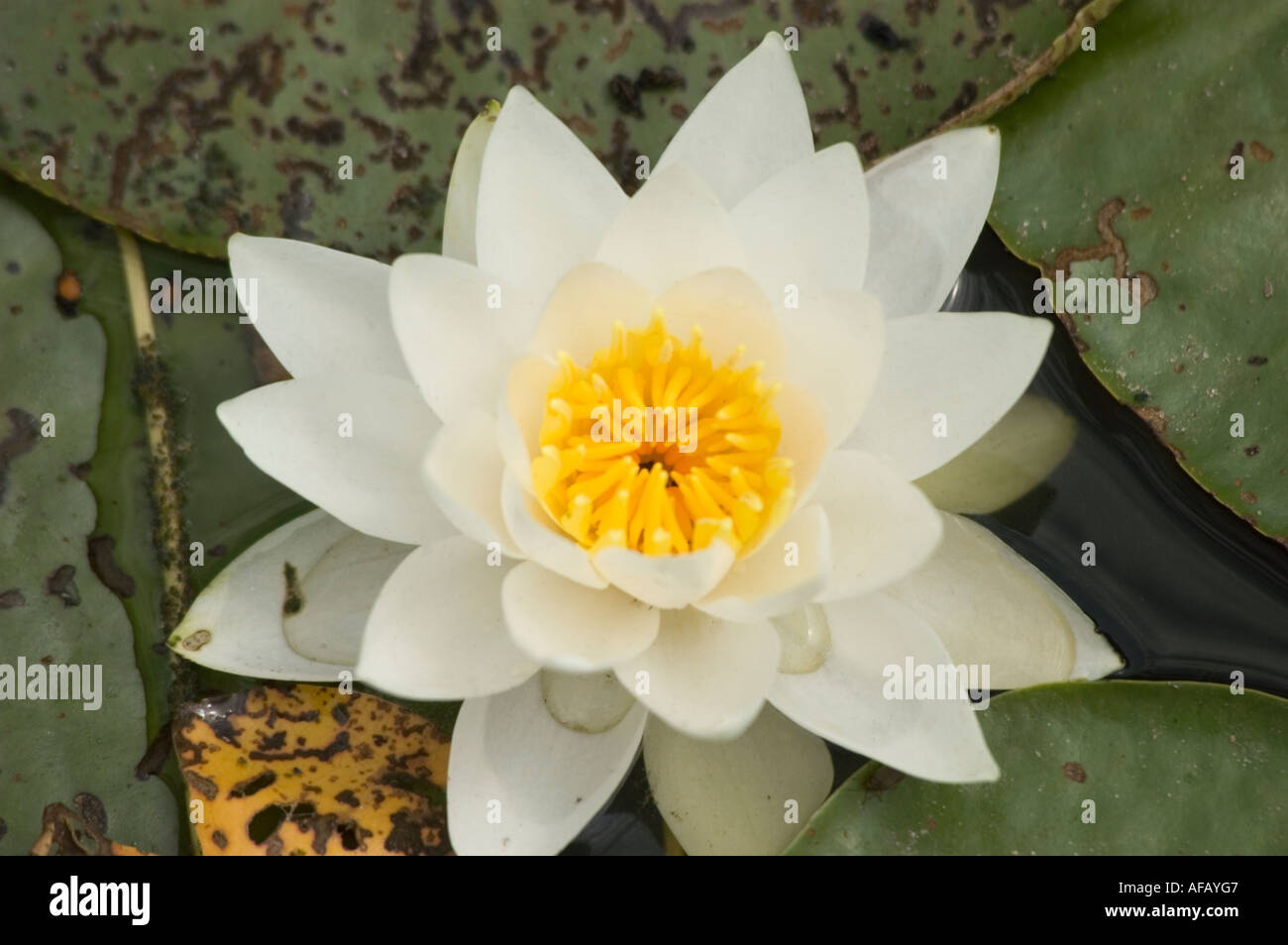 White yellow Water Lily closeup growing in pond LATIN NAME Nymphaea Stock Photo
