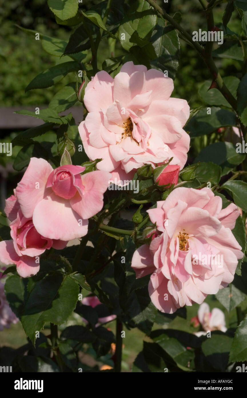 Pink rose Rosaceae Rosa Marchenland Hort M Tantau 1951 Stock Photo - Alamy