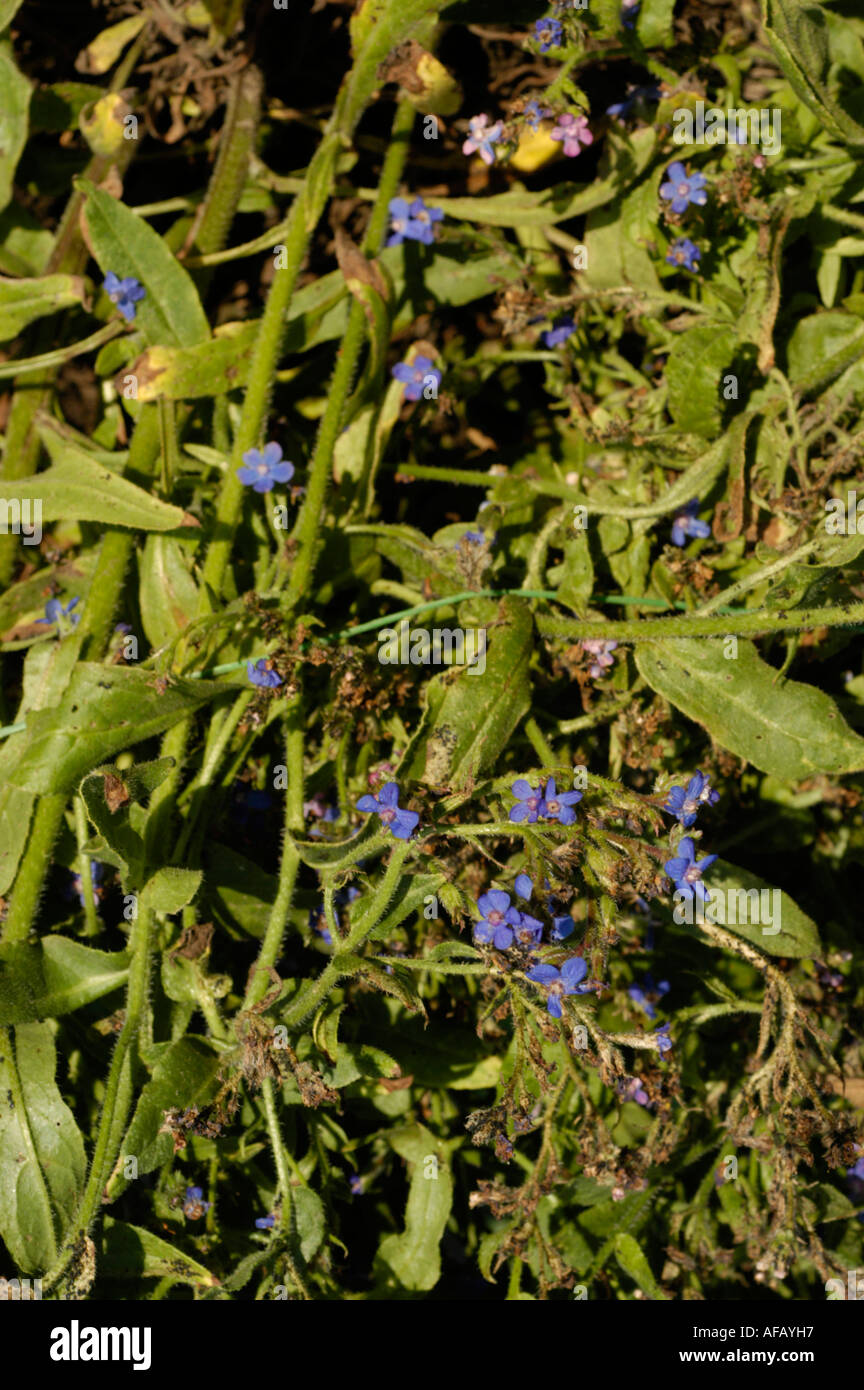 Blue flowers of Anchusa Azurea Stock Photo Alamy