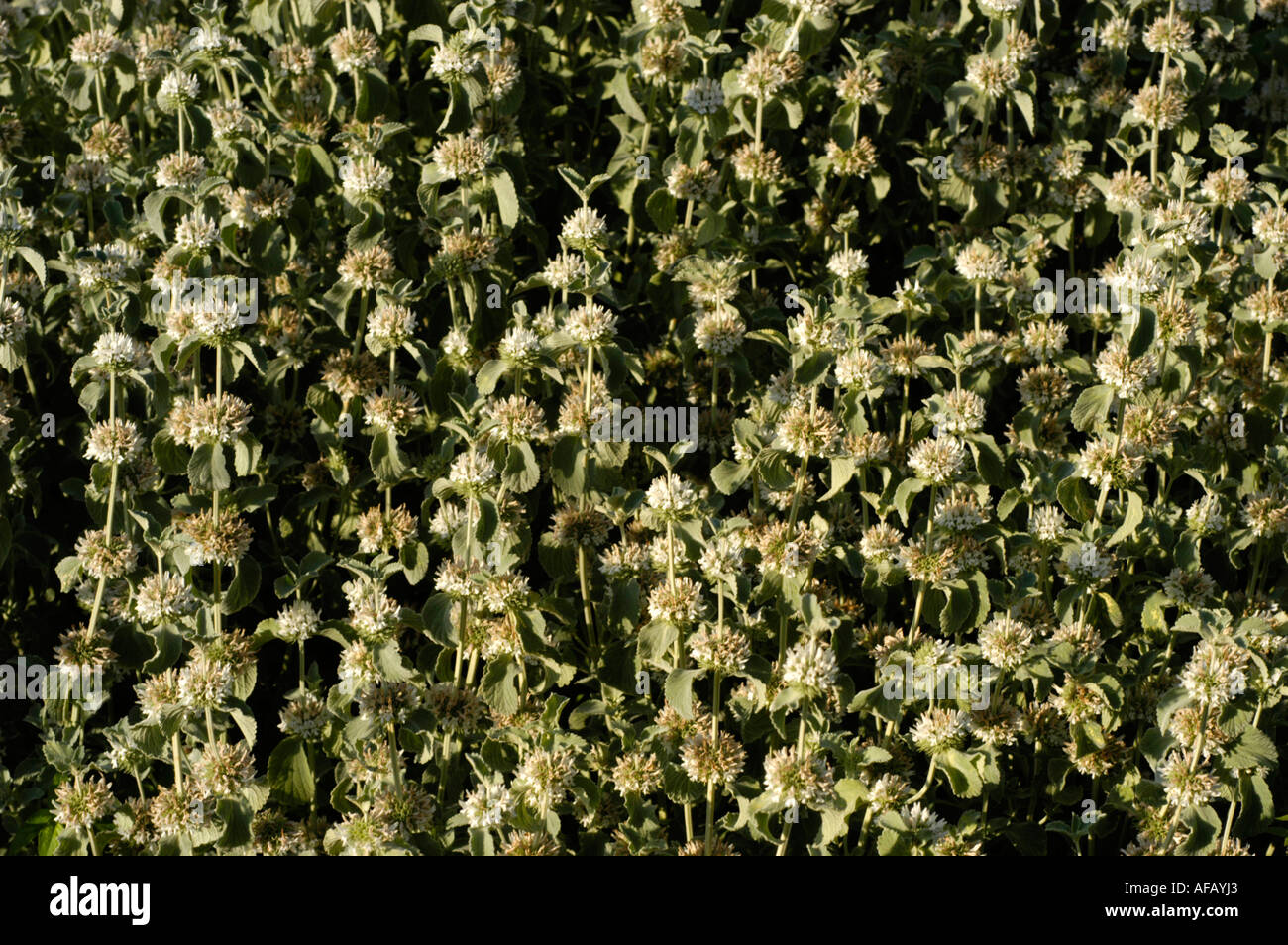 HOREHOUND Labiatae Marrubium incanum Europe Stock Photo