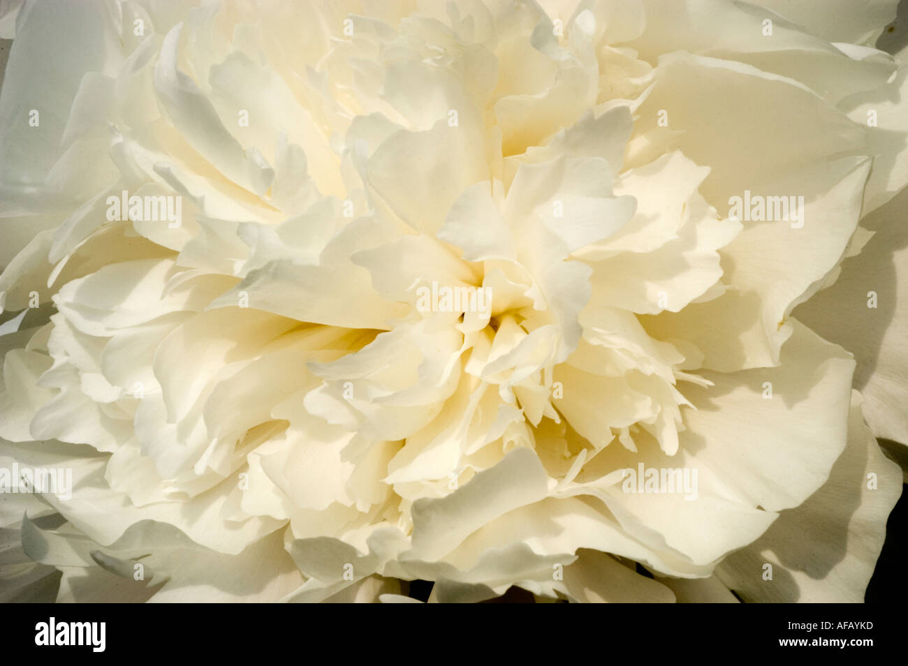 White flower closeup of Paeony Paeoniaceae Paeonia lactiflora Albret Crousse Stock Photo