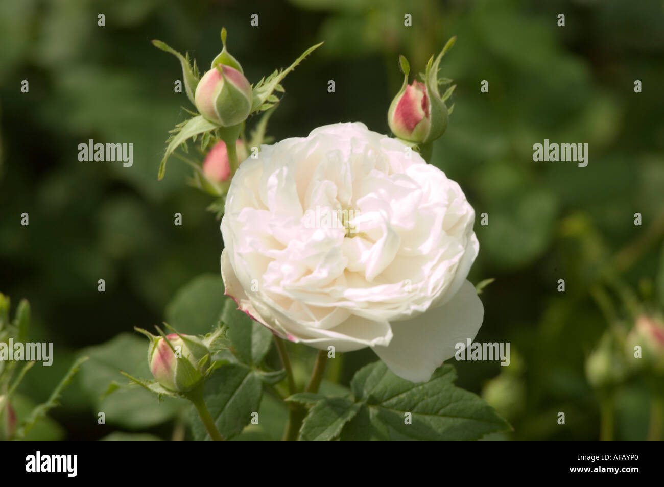 White rose Rosaceae Rosa x Alba MME PLANTIER France 1935 Stock Photo