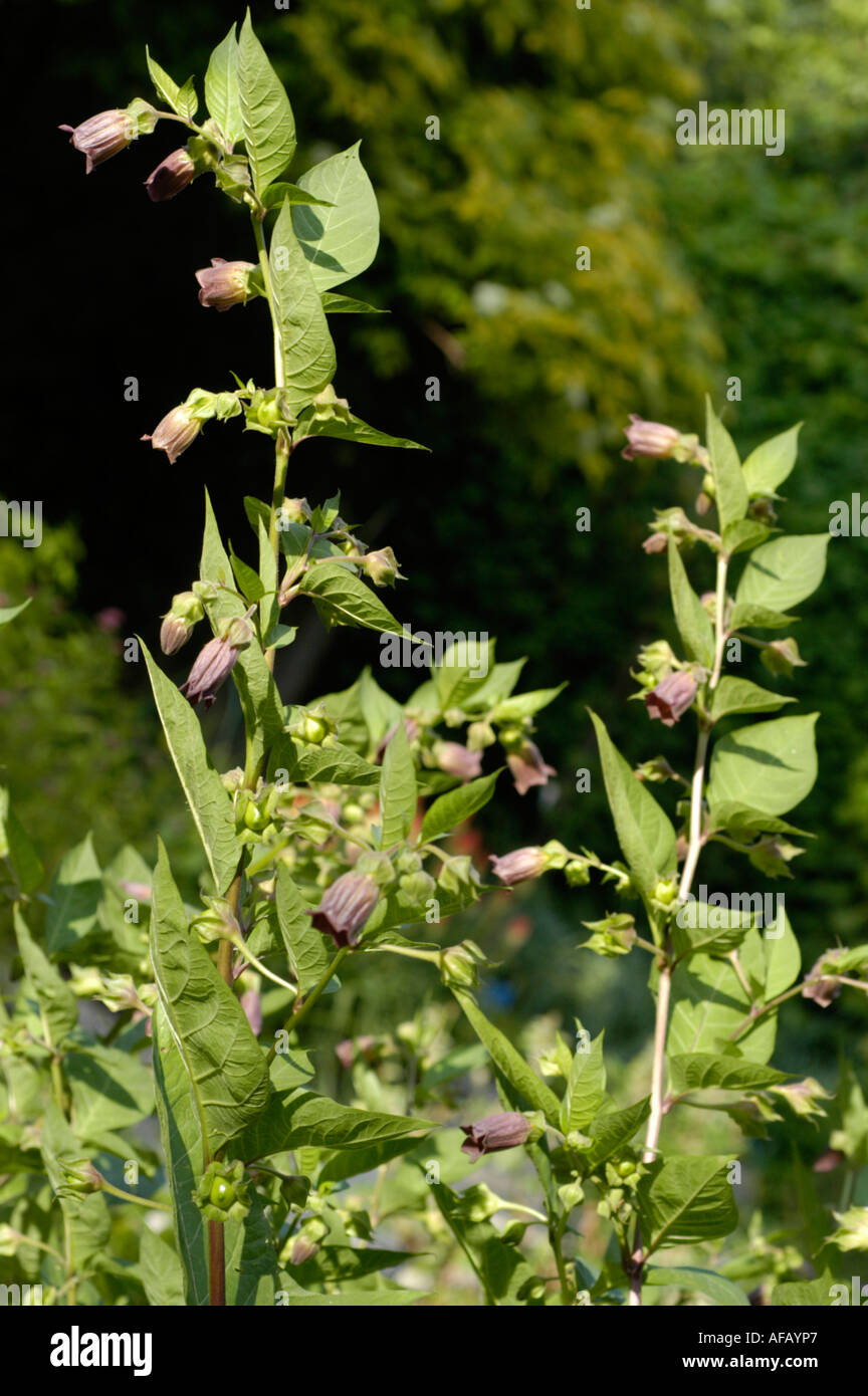 Deadly Nightshade (Atropa belladonna) also known as Dwale or Witch's Berry, showing purple flowers and green leaves in Europe and Asia. Stock Photo