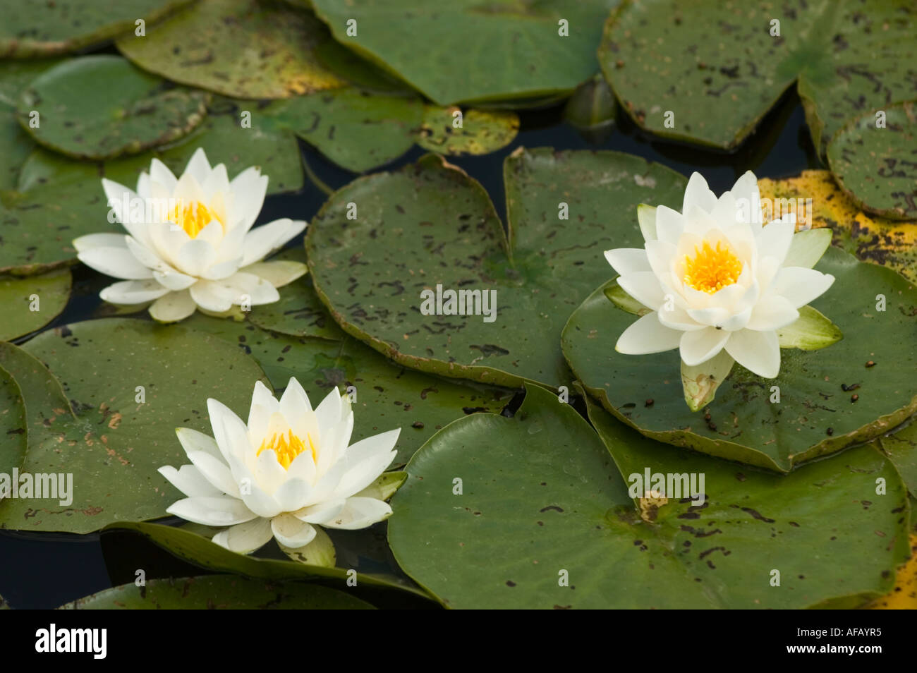 White yellow Water Lily growing in pond LATIN NAME Nymphaea Stock Photo