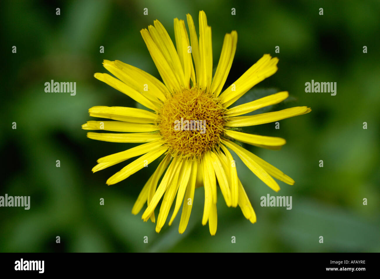 Yellow flower of hairy fleabane downy elecampane Compositae Inula hirta Europe Stock Photo