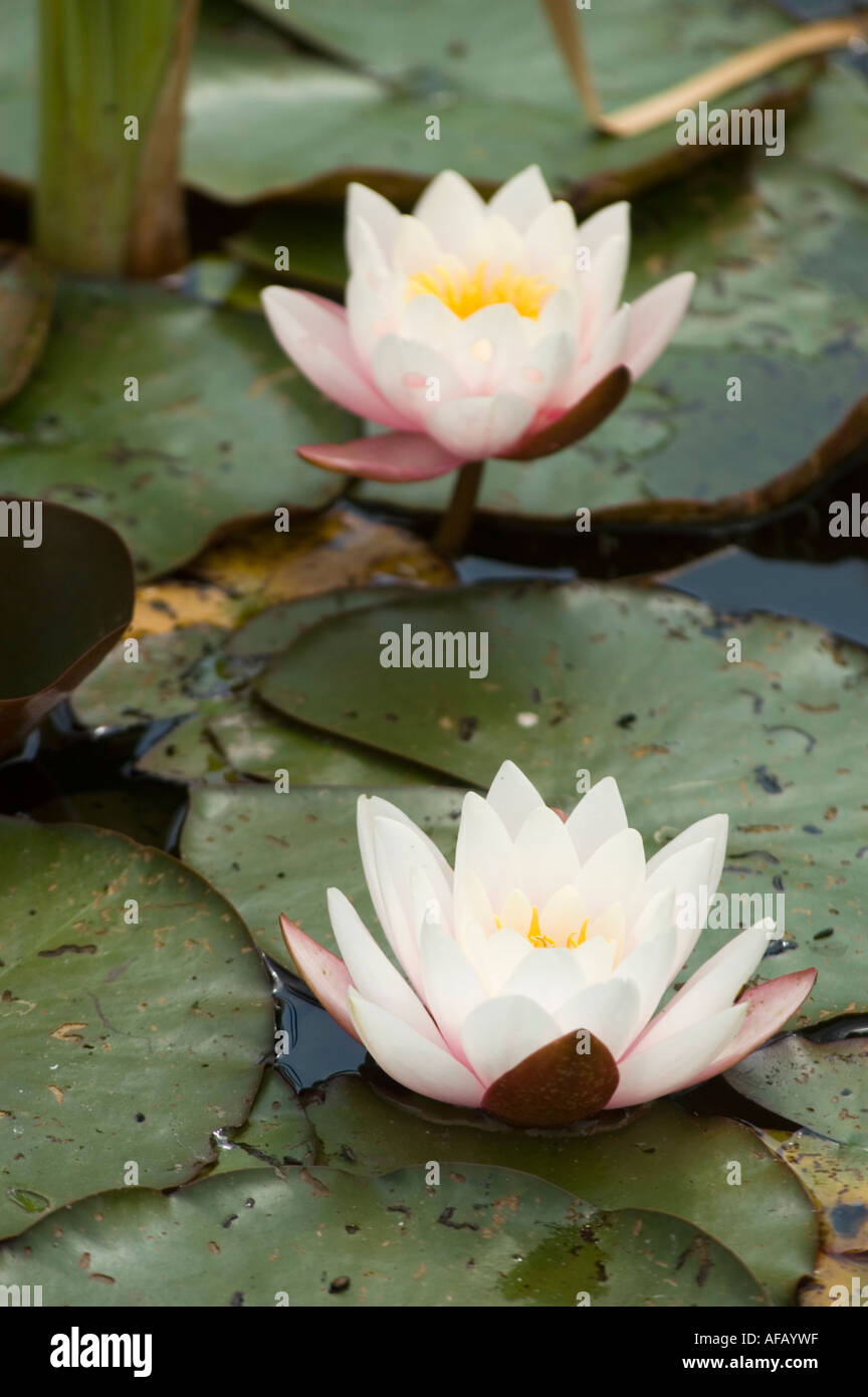 White Pink Water Lily growing in pond LATIN NAME Nymphaea Stock Photo