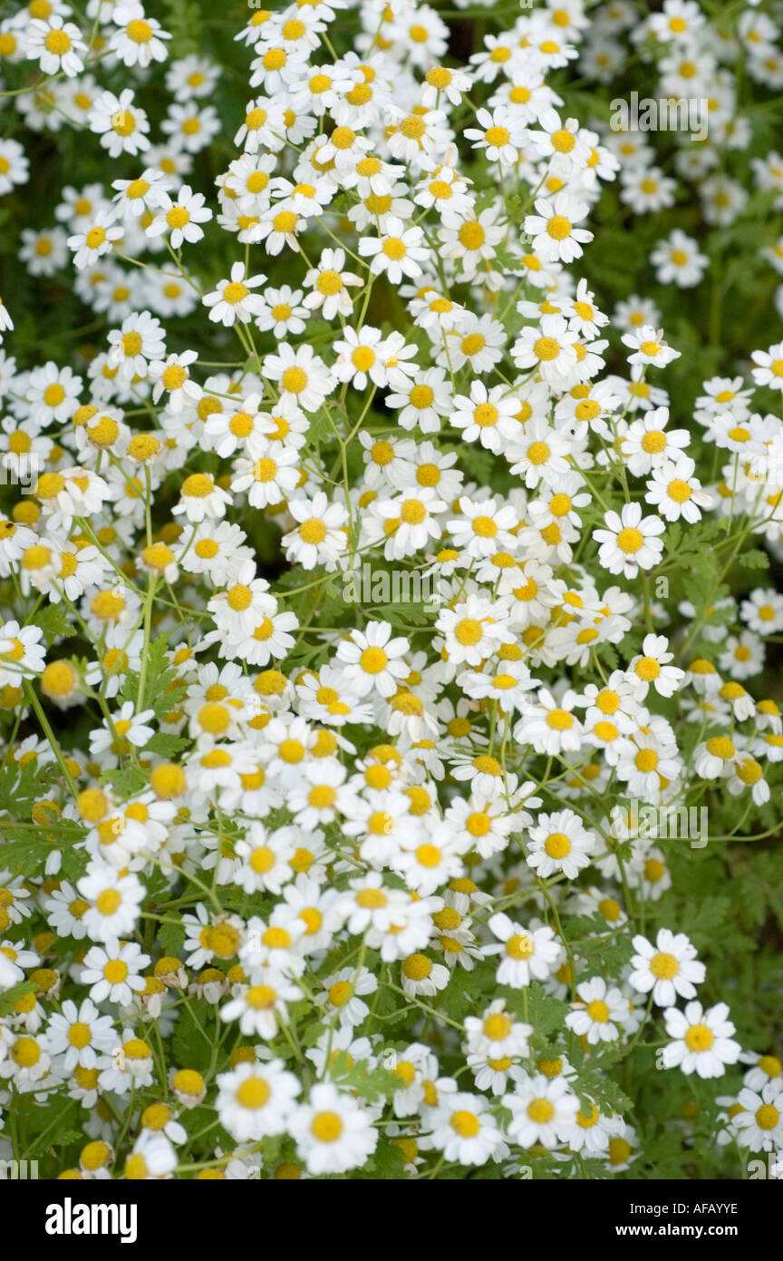 White flowers of Feverfew Compositae or Asteraceae Tanacetum parthenium Europe Siberia Chile Asia America Stock Photo