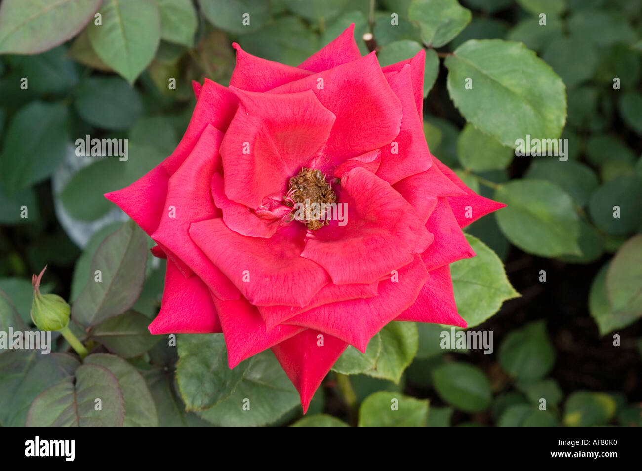 Closeup of a vibrant red American Rose (Rosa Americana Hort Boerner ...