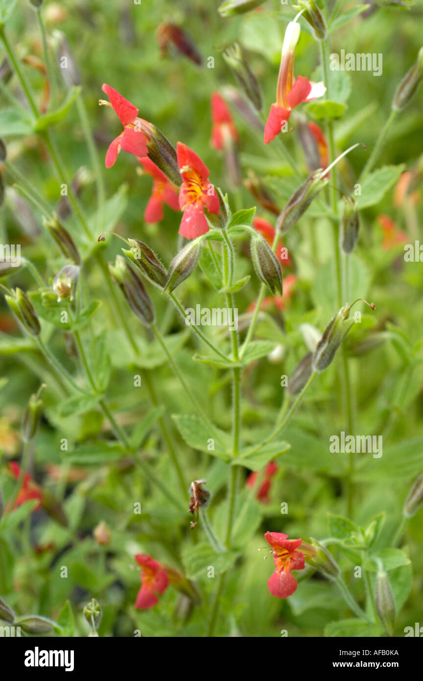 Red small flowers of Scarlet Monkey Scrophulariaceae Mimulus cardinalis Douglas North America Stock Photo