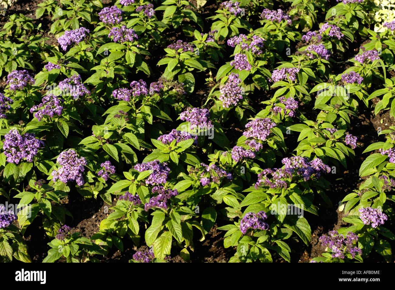 Blue violet flowers of Cherry Pie Heliotrope Turnsole Boraginaceae Heliotropium peruvianum Peru South America Stock Photo