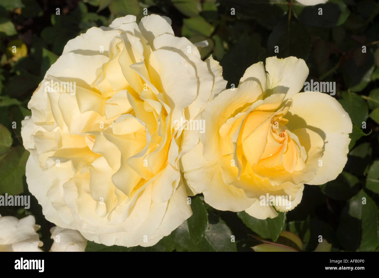 Close-up of pale yellow and white Rosa Poulduce or Tivoli Hort Poulsen roses in a garden, Rosaceae family. Stock Photo