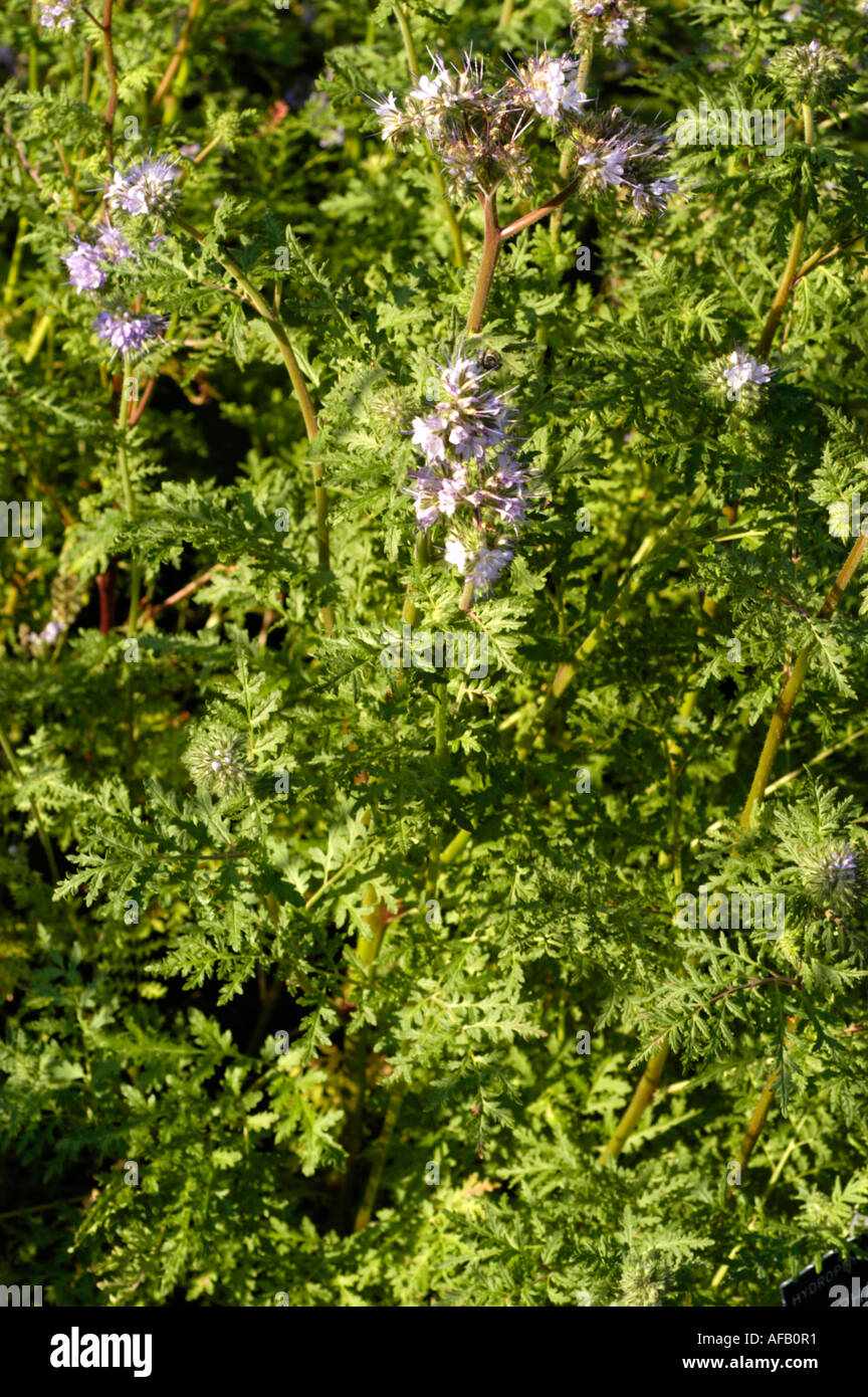 Lacy Phacelia Hydrophyllaceae phacelia tanacetifolia Europe North America Stock Photo