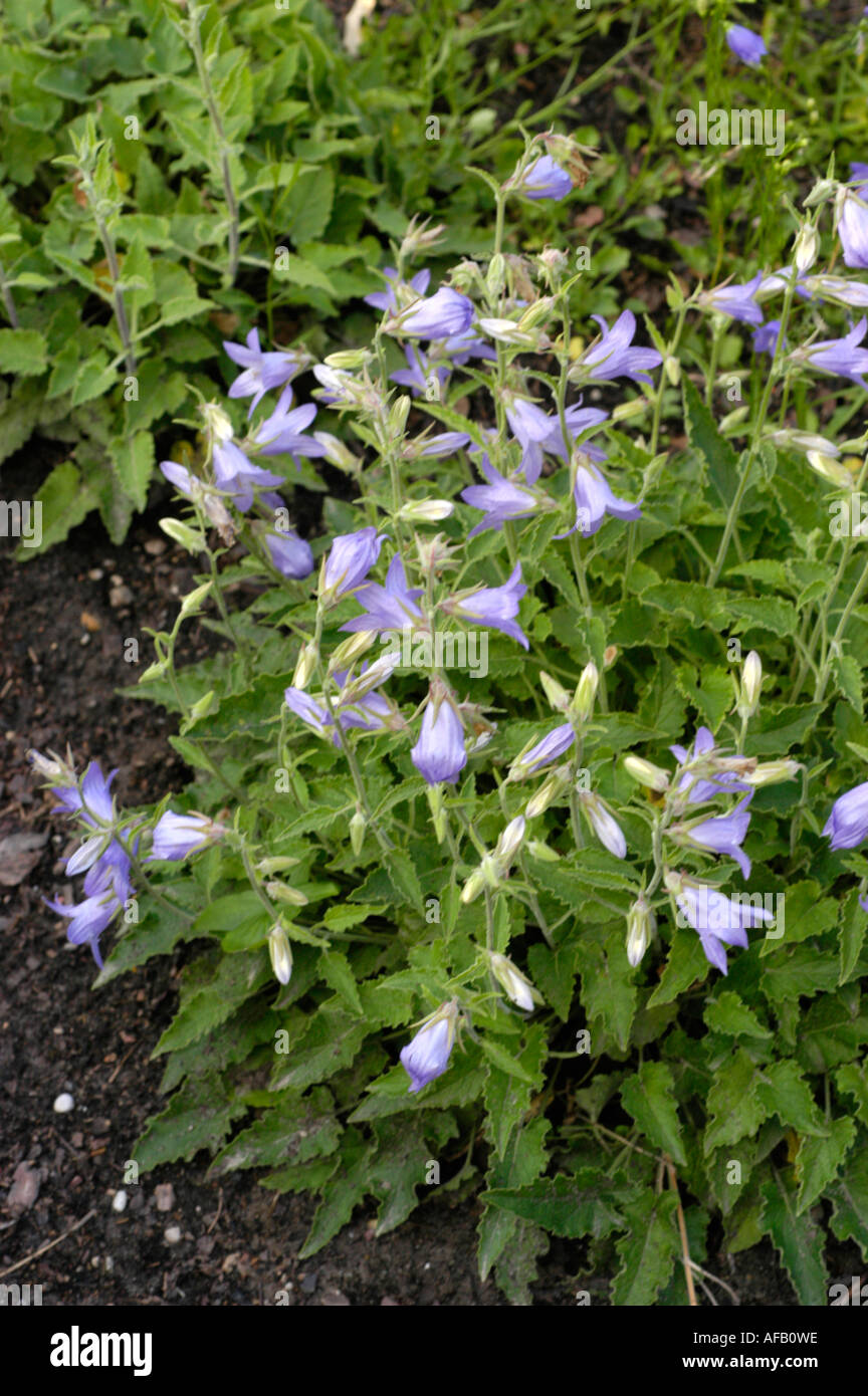 Blue flowers of Campanulaceae campanula sarmatica Caucasian range Stock Photo