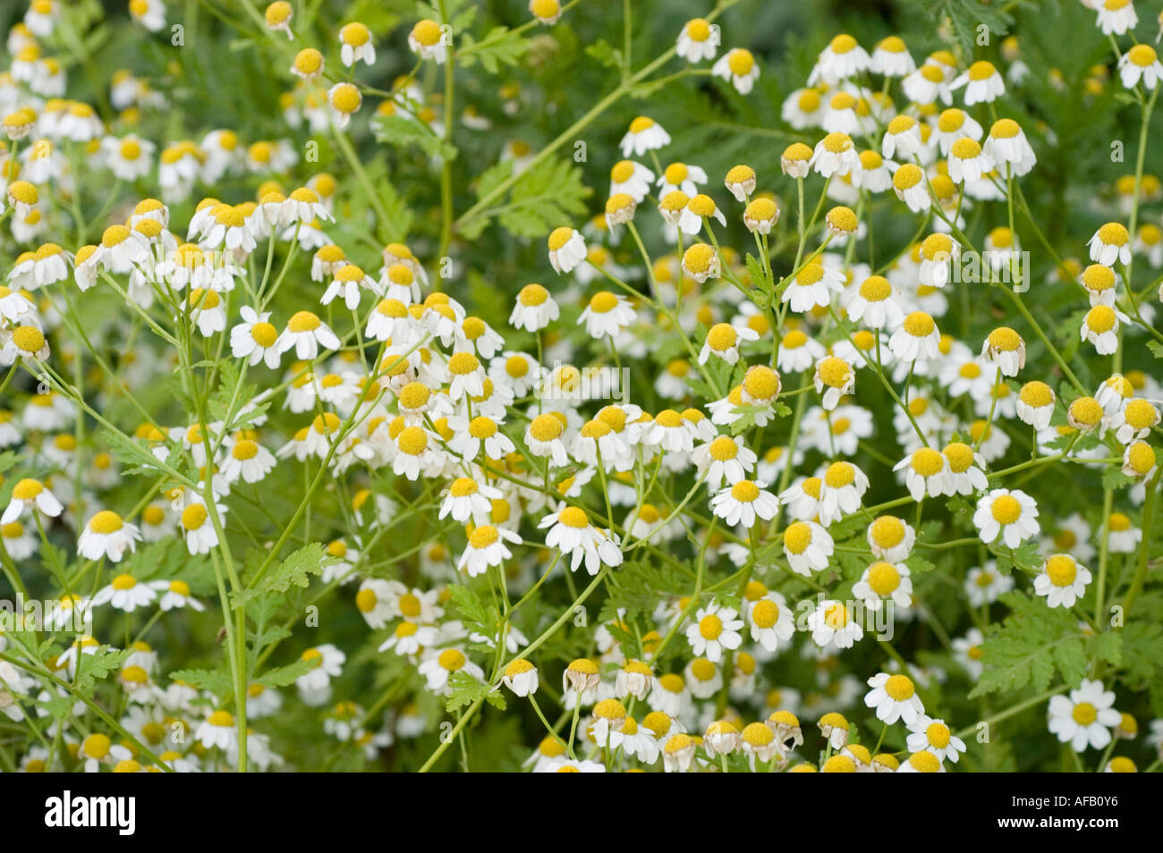 White flowers of Feverfew Compositae or Asteraceae Tanacetum parthenium Europe Siberia Chile Asia America Stock Photo