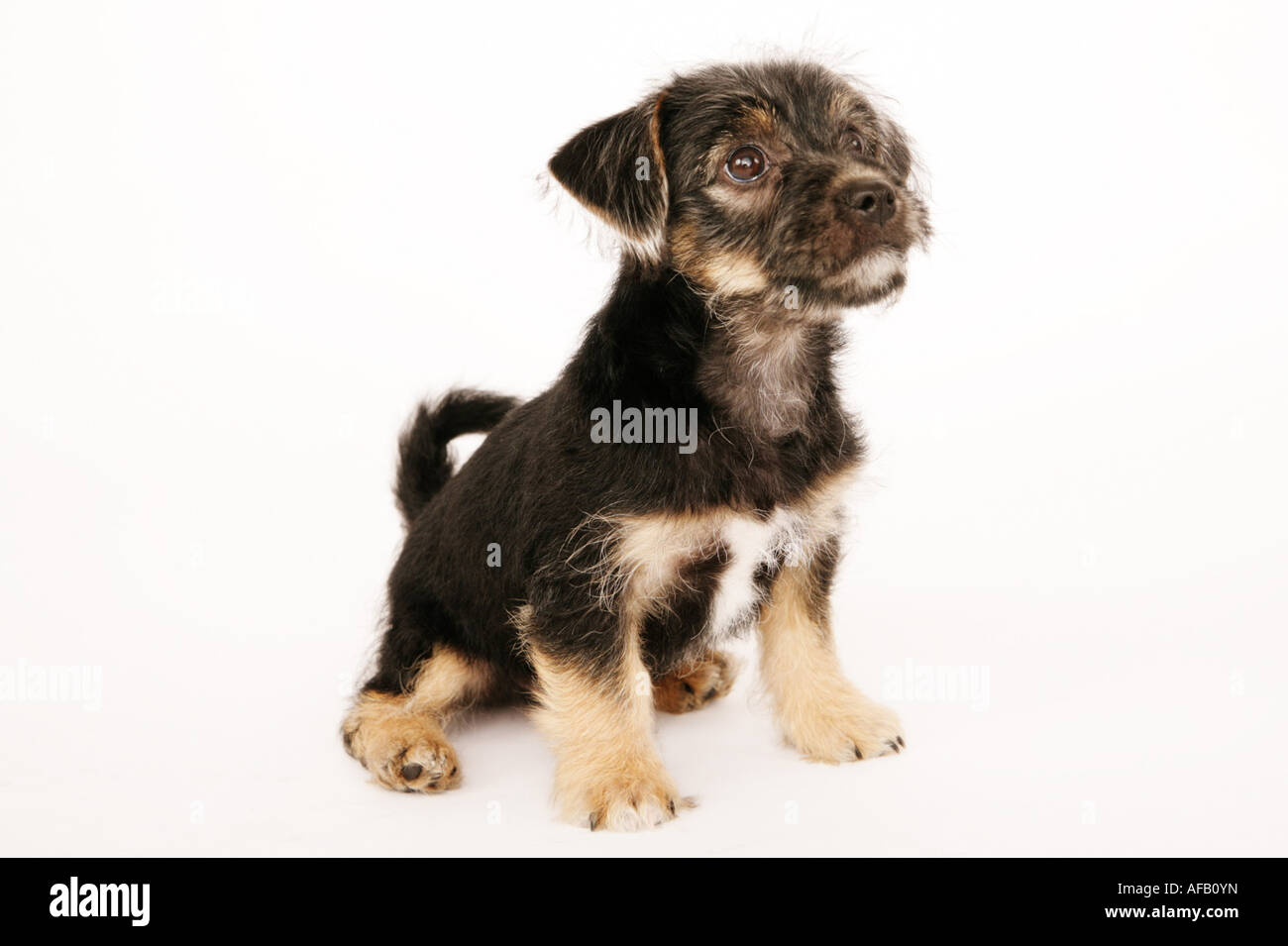 Puppy isolated on white Stock Photo