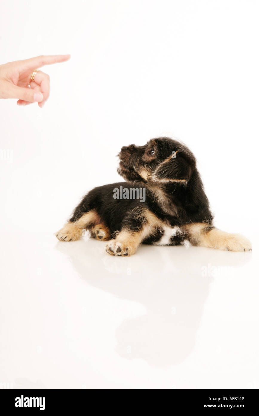 Puppy isolated on white Stock Photo