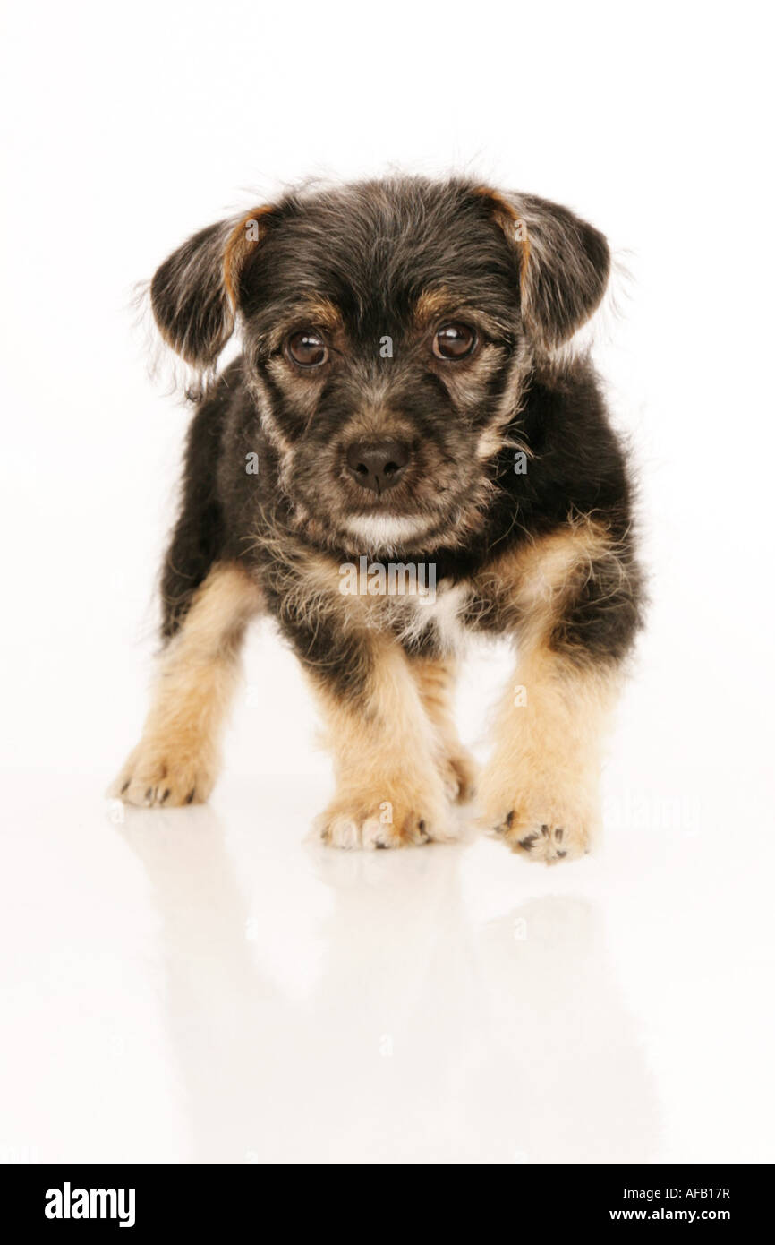 Puppy isolated on white Stock Photo