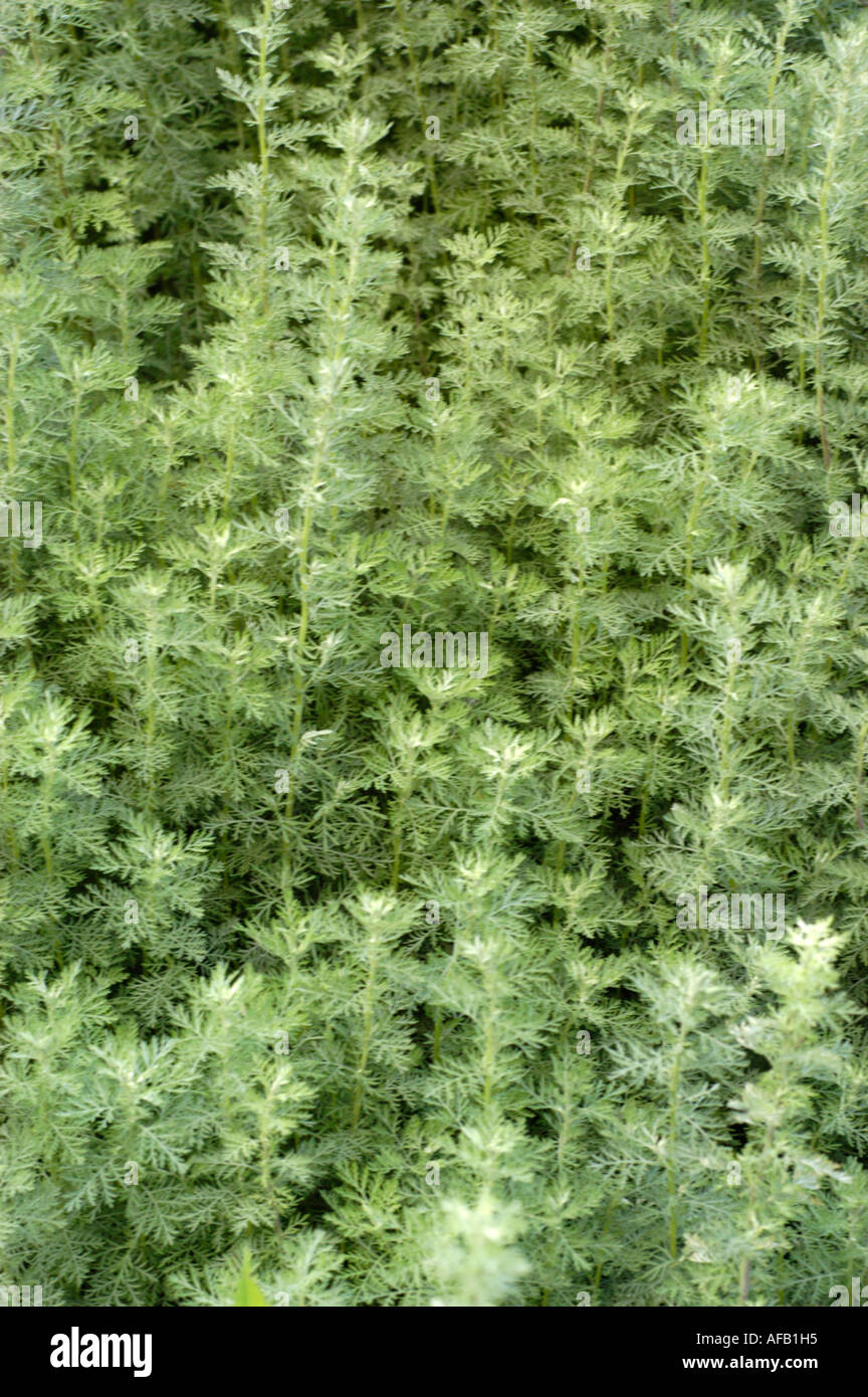 Compositae Artemisia frigida North America Ural range Stock Photo