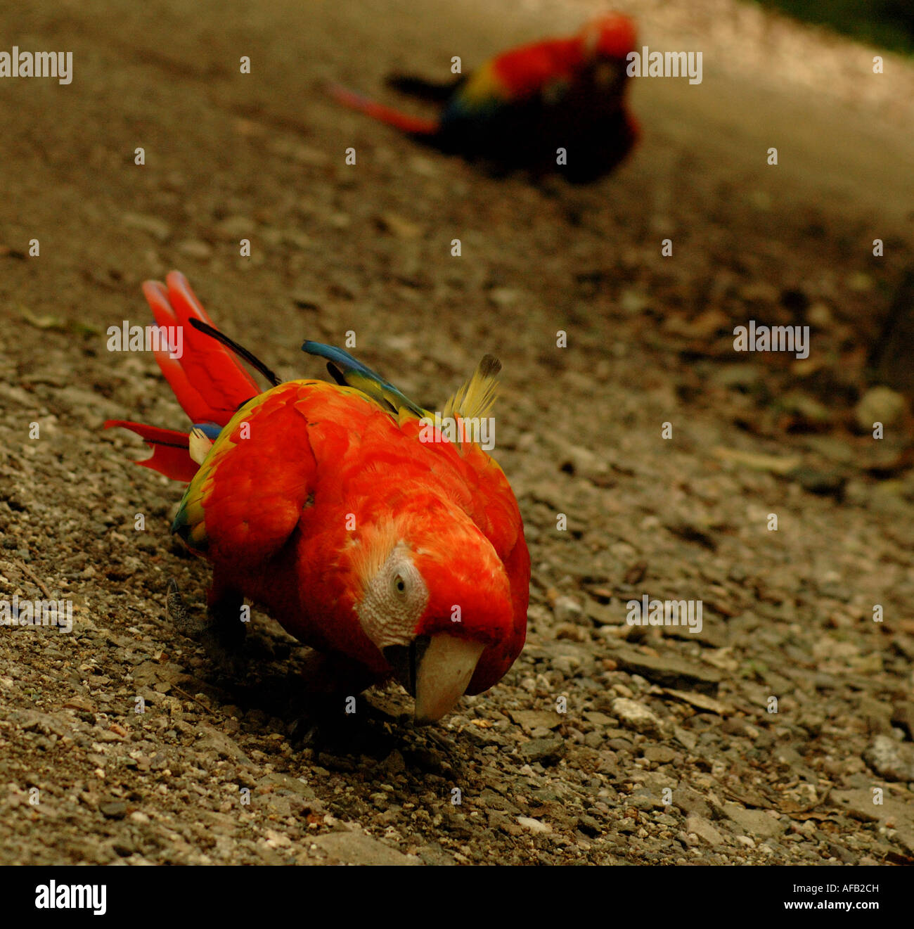 Two scarlet macaws searching for seeds on the ground Stock Photo