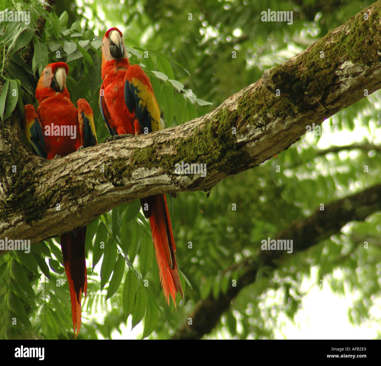 Scarlet Macaw parrots on the branch of a tree in Honduras Stock Photo