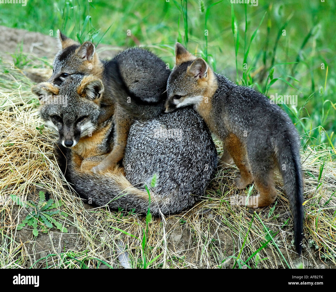 Gray fox (Urocyon cinereoargenteus) kits playing with parent Stock