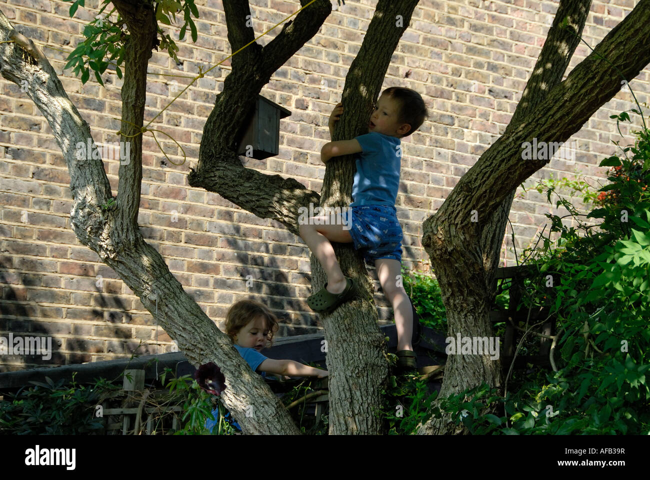 London .2207.Young children climbing tree in back garden Stock Photo